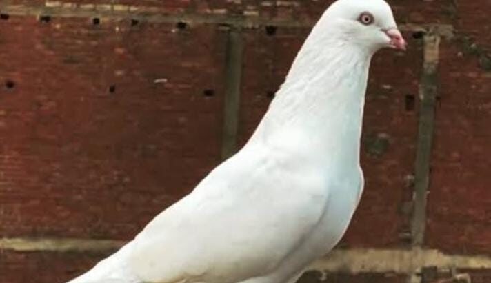 All pigeon’s selling available all India over