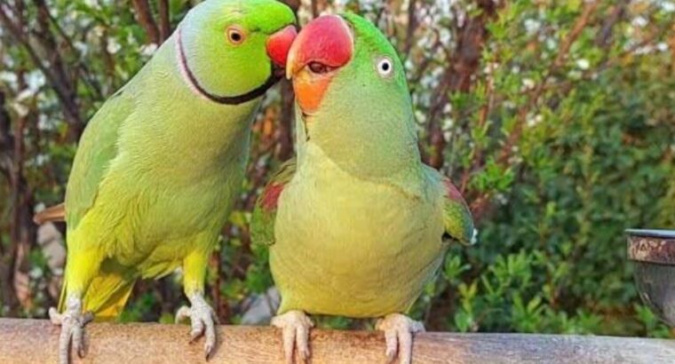 All parrots selling available all India over