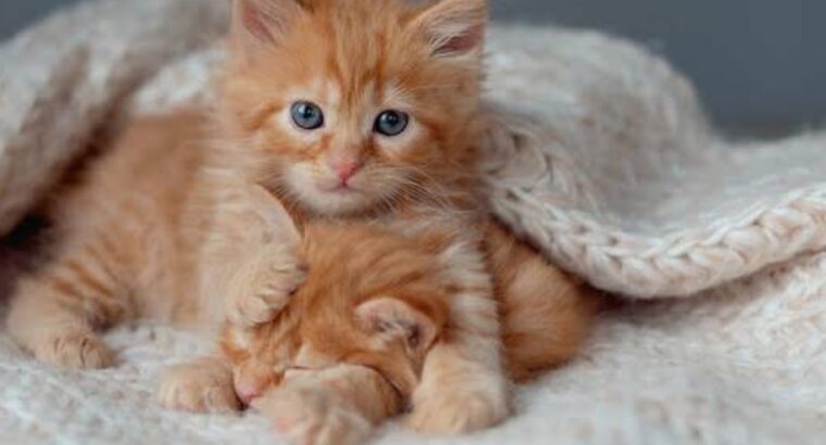 All cat’s selling available all India over ho