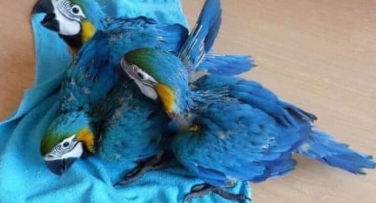 Parrot home delivery karaenge my WhatsApp num