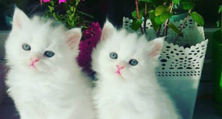 All cat’s selling available all India over ho