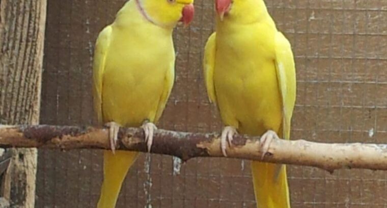 All parrots selling available all India over