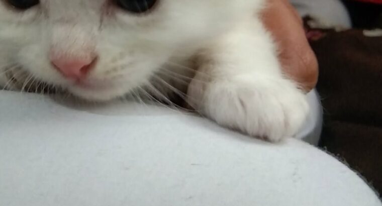 Persian cat 2 month baby