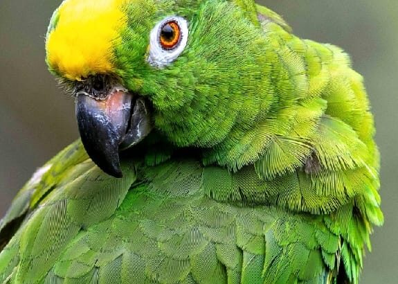 All parrots selling available all India over