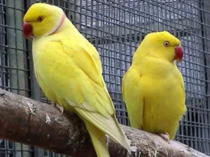 All parrots selling available all India over