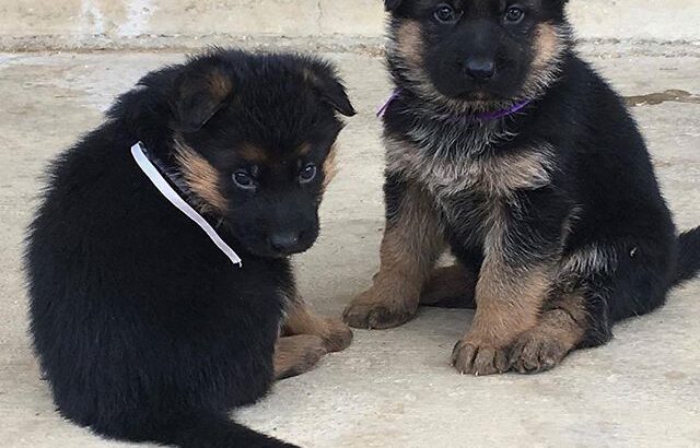 All Dog,s selling available all India over ho