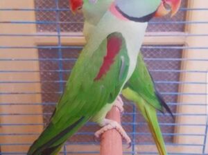 All parrot’s selling available all India over