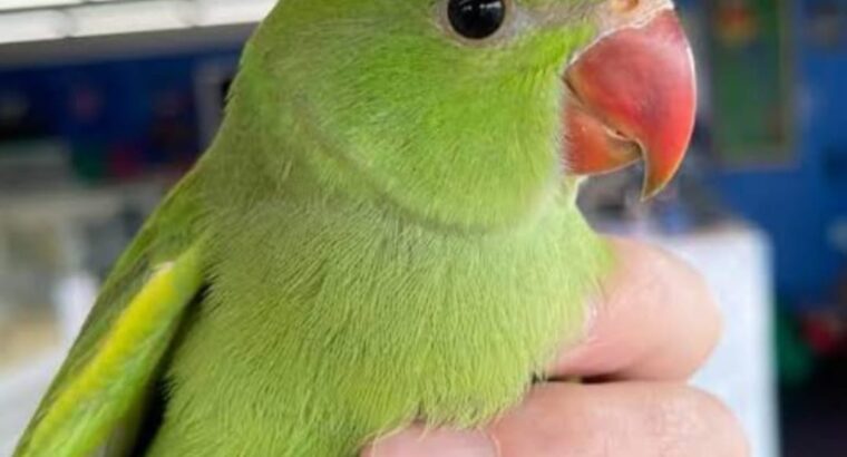 All parrot’s selling available all India over