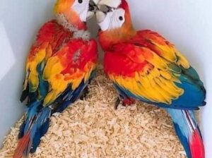 Parrot home delivery karaenge my WhatsApp num