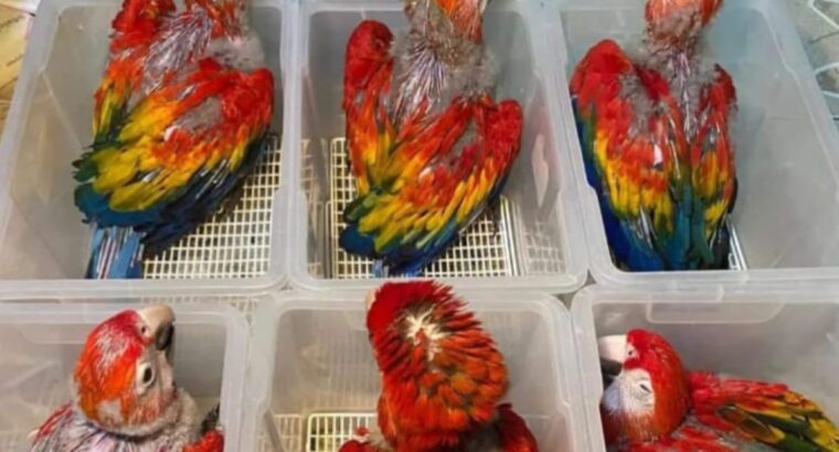 All 🦜🚚India home delivery my contact📞 numb