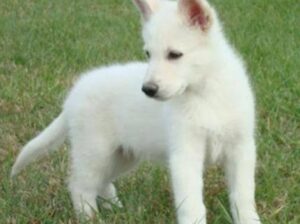 All dog’s selling available all India over ho