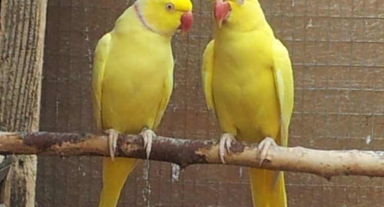 All parrot’s selling available all India over