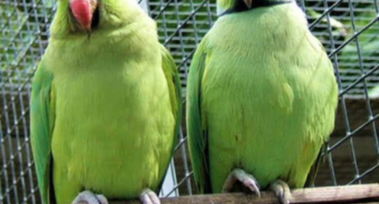 All parrot’s selling available all India over