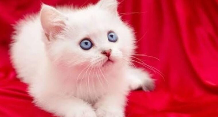 All cat’s selling available all India over ho