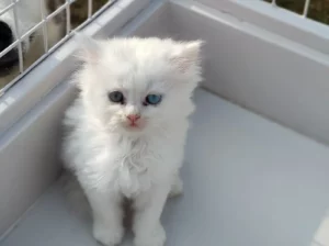 All cat’s selling available all India over ho