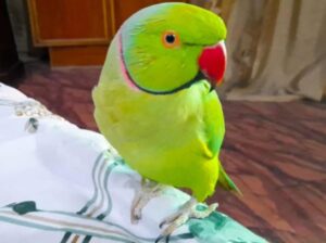 All parrots selling available all India over