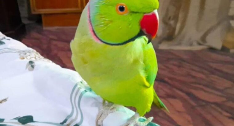 All parrots selling available all India over