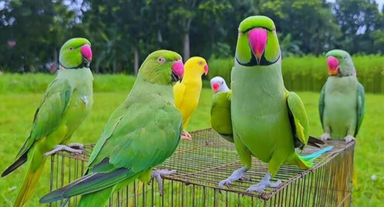 All parrot’s selling available all India over