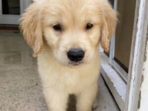 golden retriever