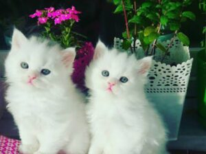 All cat’s selling available all India over ho