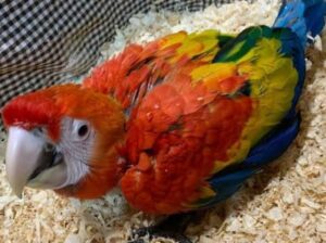 All parrots selling available all India over