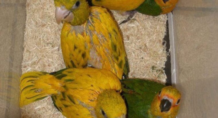 Parrot home delivery karaenge my WhatsApp num