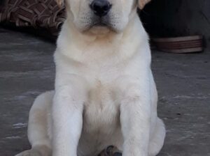 home delivery all India9588035830