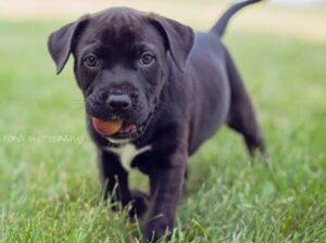 All Dog,s selling available all India over ho