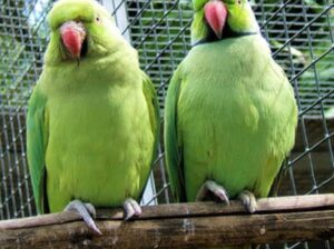 All parrots selling available all India over