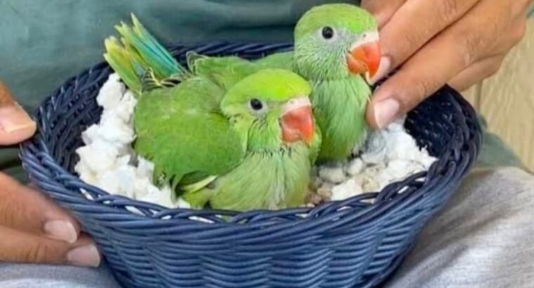 All parrot’s selling available all India over