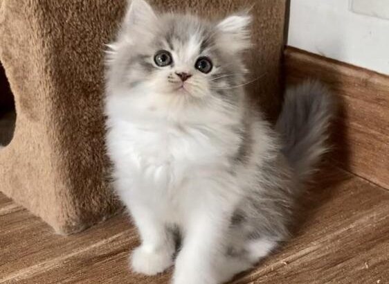 All cat’s selling available all India over ho