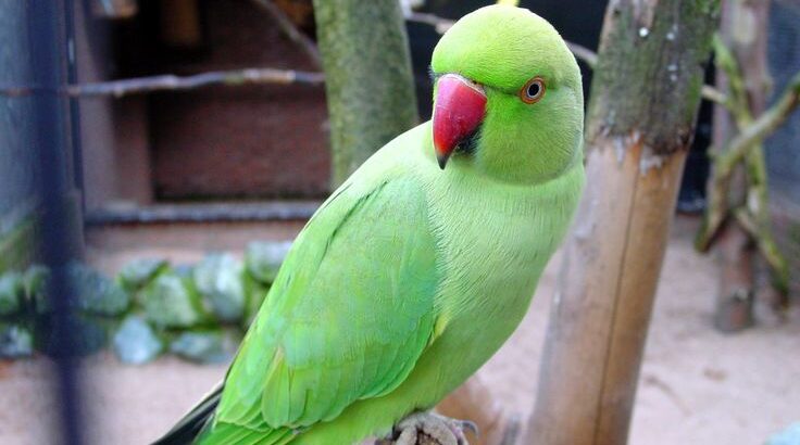 All parrots selling available all India over