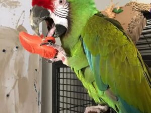 All 🦜🚚India home delivery my contact📞 numb