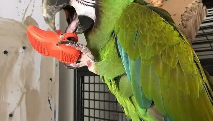 All 🦜🚚India home delivery my contact📞 numb