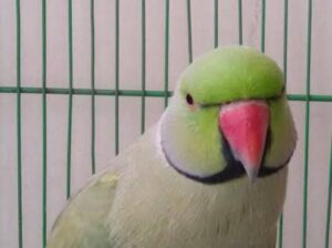 All parrot’s selling available all India over