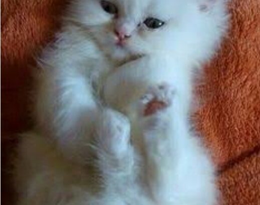 All cat’s selling available all India over ho