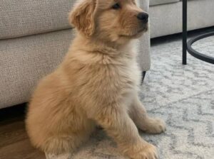 Golden retriever