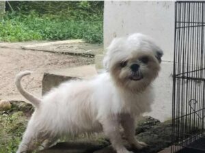 shihtzu puppy available