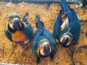 All parrots selling available all India over