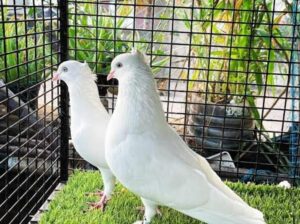 All pigeon’s selling available all India over