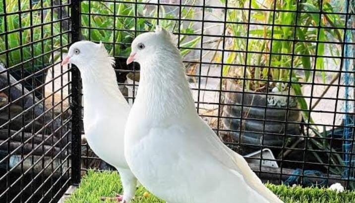 All pigeon’s selling available all India over