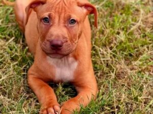 All Dog,s selling available all India over ho