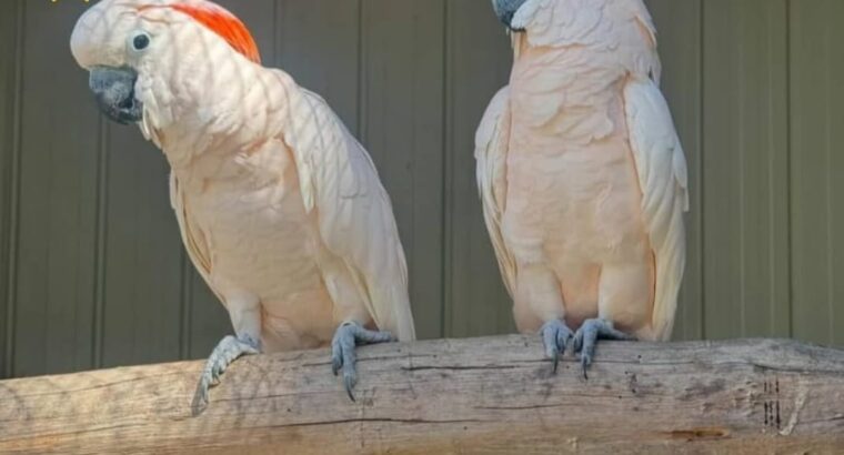 All 🦜🚚India home delivery my contact📞 numb