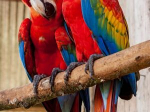 All parrots selling available all India over
