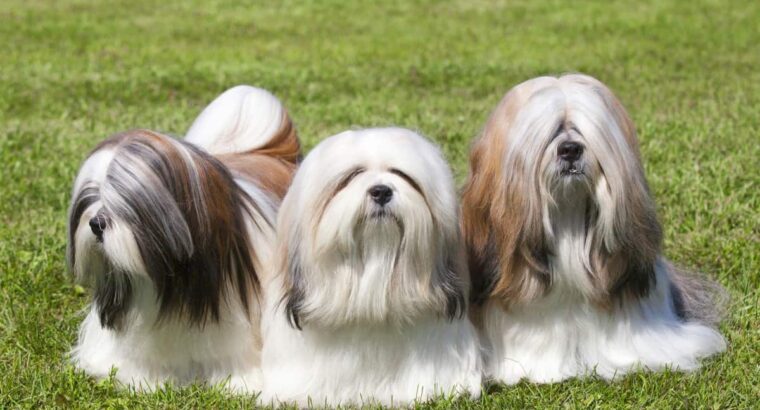 All Dog,s selling available all India over ho