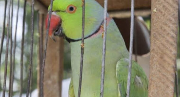 All parrot’s selling available all India over