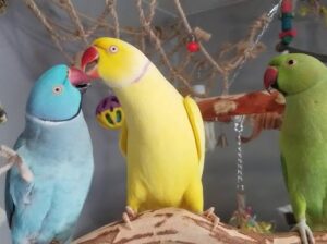 All parrots selling available all India over