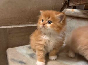 All cat’s selling available all India over ho