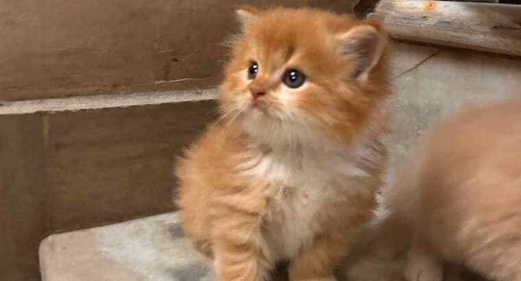 All cat’s selling available all India over ho