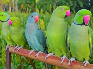 All parrot’s selling available all India over